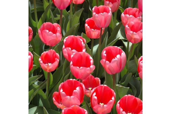 6T/6 TULIP PINK IMPRESSION-PINK