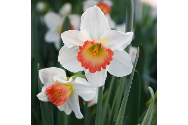 6T/6 DAFFODIL PINK CHARM-WHITE/PINK