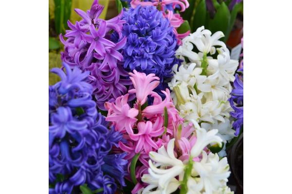 6T/6 HYACINTH MIXED