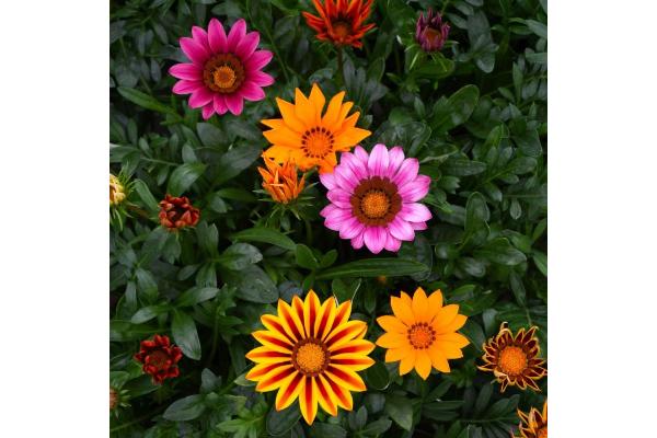 606T/36 GAZANIA KISS MIX