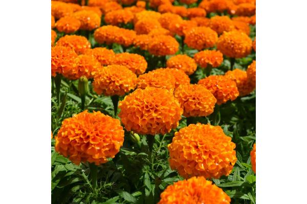 606T/36 MARIGOLD MARVEL ORANGE