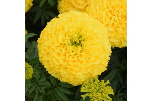 606T/36 MARIGOLD MARVEL YELLOW