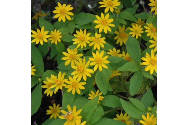 606T/36 MELAMPODIUM SHOWSTAR YELLOW