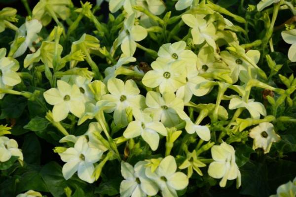 606T/36 NICOTIANA LIME