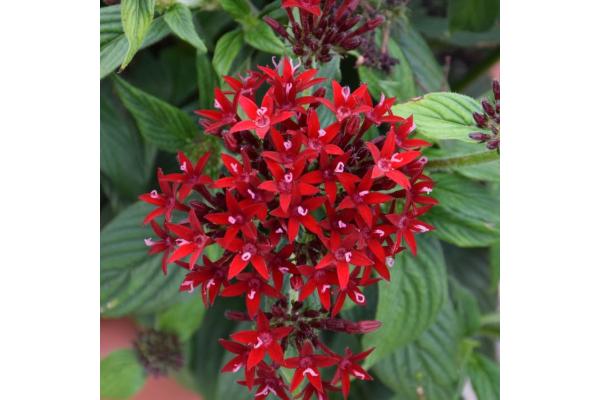 306T/18 PENTAS LUCKY STAR DARK RED