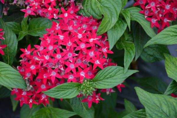 306T/18 PENTAS LUCKY STAR RASPBERRY