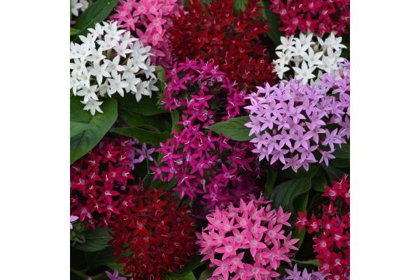 306T/18 PENTAS LUCKY STAR MIX