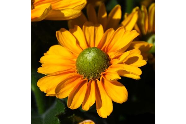 304T/12 RUDBECKIA AMARILLO GOLD