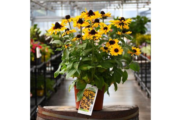 304T/12 RUDBECKIA PAWNEE SPIRIT