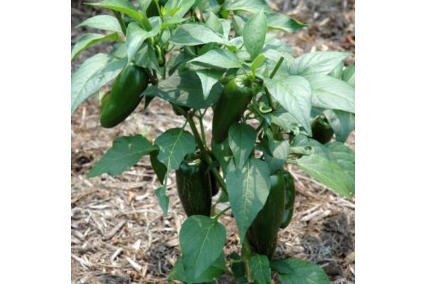 E306T/18 PEPPER JALAPENO