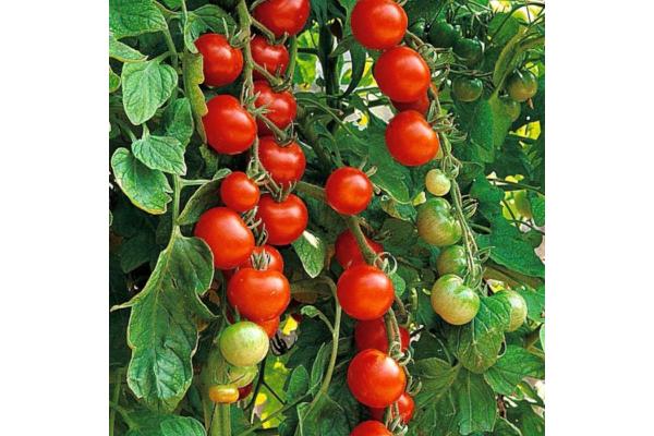 E306T/18 TOMATO SUPER SWEET 100