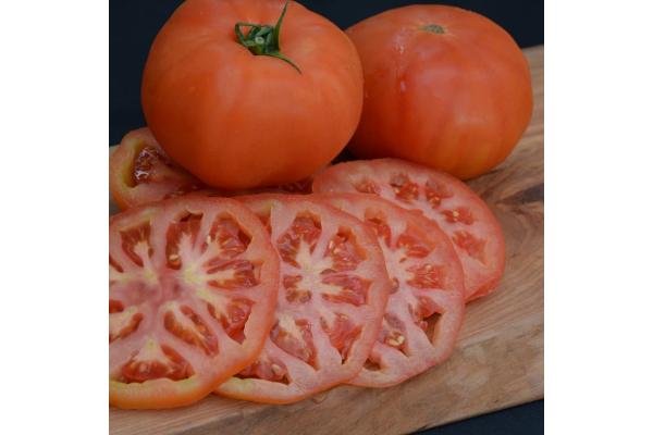E306T/18 TOMATO BEEFMASTER