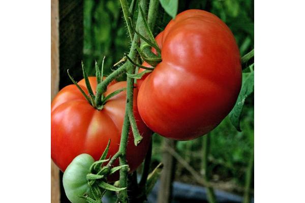 E306T/18 TOMATO BIG BOY