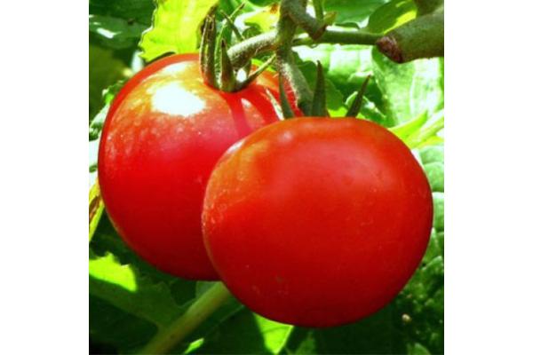 E306T/18 TOMATO EARLY GIRL