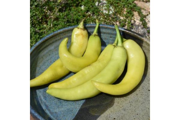 E306T/18 PEPPER SWEET BANANA