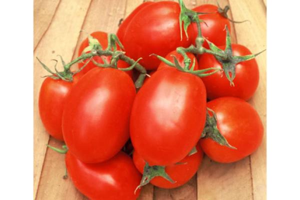 E306T/18 TOMATO ROMA