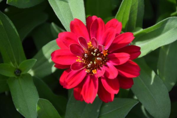 606T/36 ZINNIA PROFUSION DOUBLE HOT CHERRY