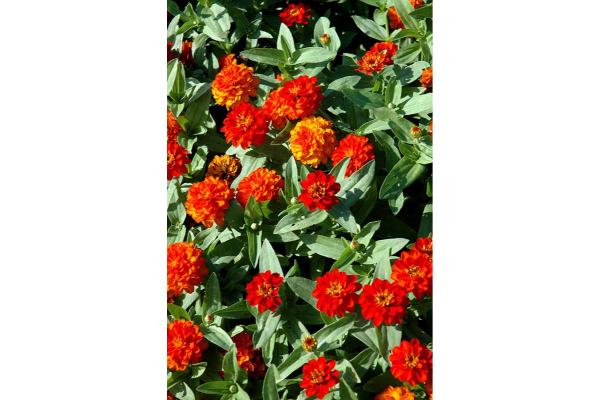 606T/36 ZINNIA PROFUSION DOUBLE FIRE