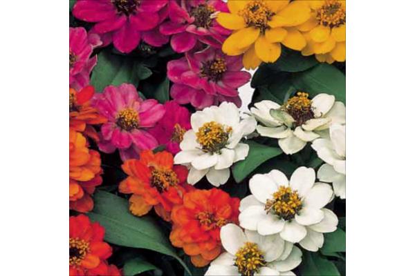 606T/36 ZINNIA PROFUSION DOUBLE MIX