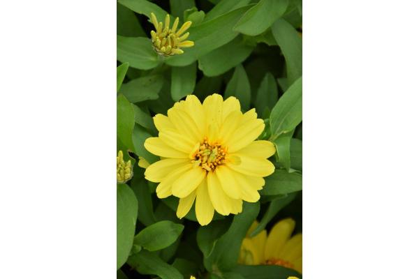 606T/36 ZINNIA PROFUSION DOUBLE YELLOW