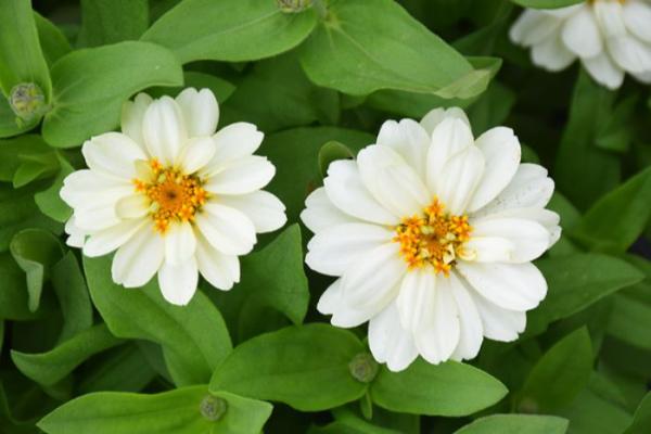 606T/36 ZINNIA PROFUSION DOUBLE WHITE