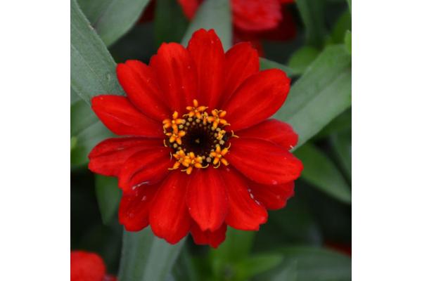 606T/36 ZINNIA PROFUSION DOUBLE RED