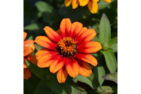 606T/36 ZINNIA PROFUSION RED/YELLOW