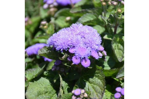 606T/36 AGERATUM ALOHA BLUE