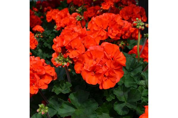 4.75T/10 GERANIUM MOJO ORANGE