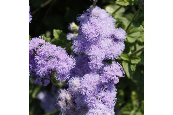 606T/36 AGERATUM BLUE HORIZON