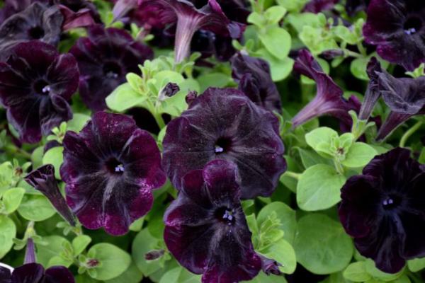 4.75T/10 PETUNIA STARLET VELVET