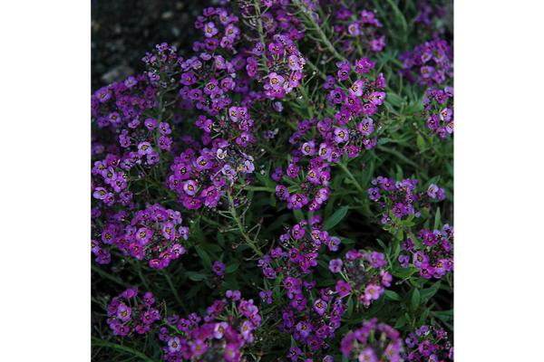 606T/36 ALYSSUM PURPLE SHADES