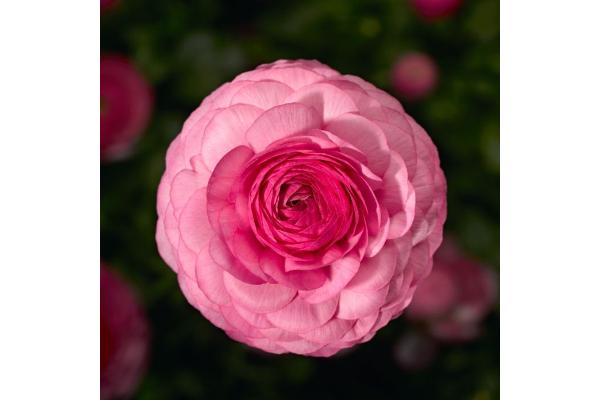 4.75T/10 RANUNCULUS SPRINKLES PINK