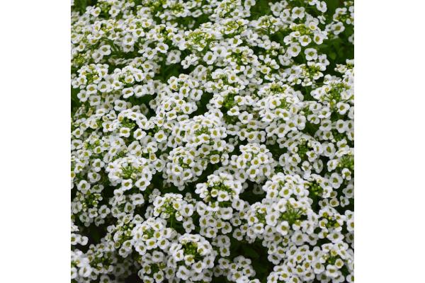 606T/36 ALYSSUM WHITE