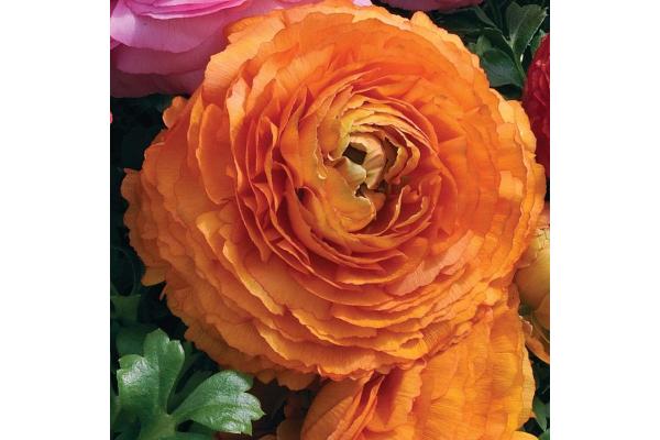 4.75T/10 RANUNCULUS SPRINKLES ORANGE