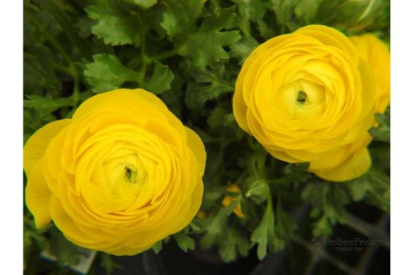 4.75T/10 RANUNCULUS SPRINKLES YELLOW