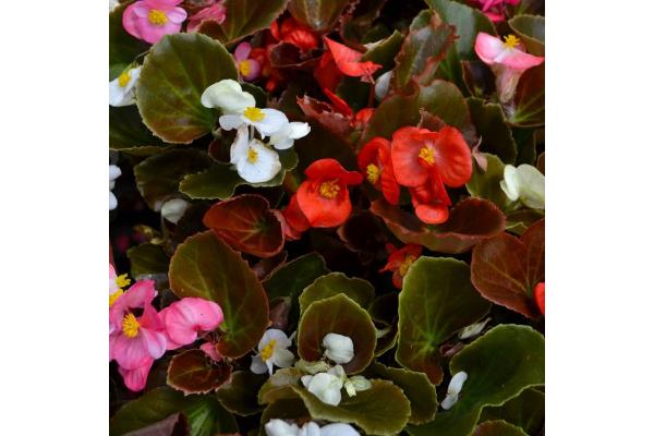 606T/36 BEGONIA BRONZE LEAF MIX