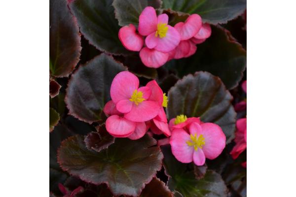 606T/36 BEGONIA BRONZE LEAF ROSE