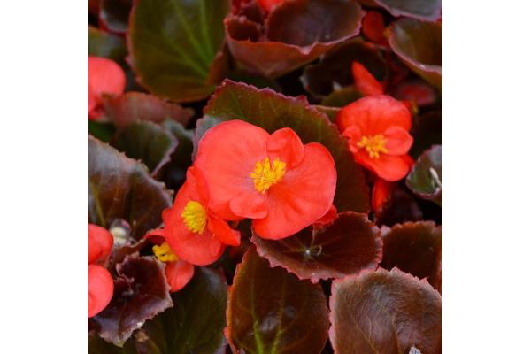 606T/36 BEGONIA BRONZE LEAF RED