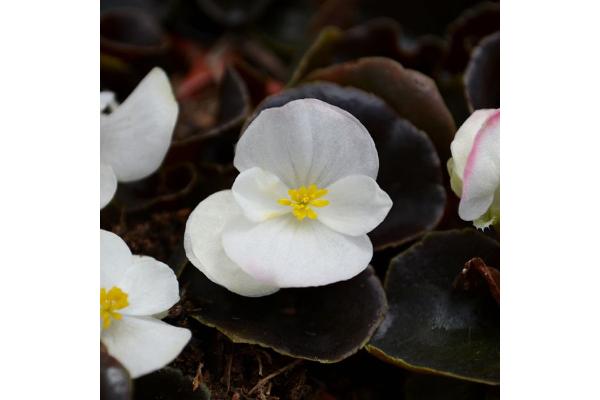 606T/36 BEGONIA BRONZE LEAF WHITE