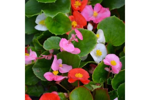 606T/36 BEGONIA GREEN LEAF MIX