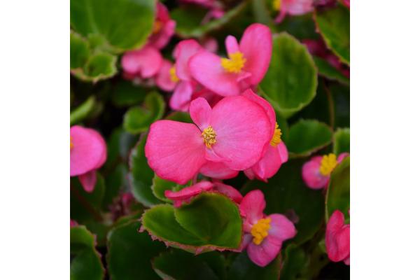 606T/36 BEGONIA GREEN LEAF ROSE