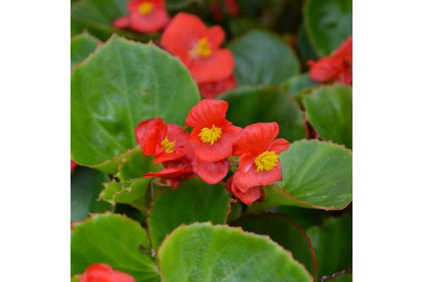 606T/36 BEGONIA GREEN LEAF RED