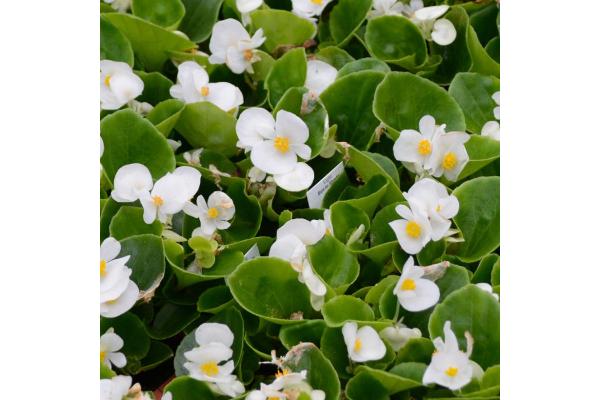 606T/36 BEGONIA GREEN LEAF WHITE