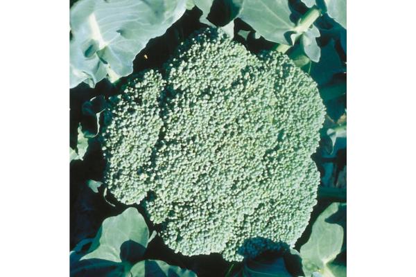 E606T/36 BROCCOLI PREMIUM CROP