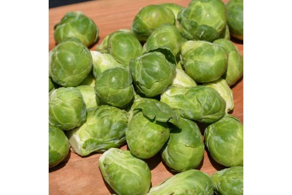 E606T/36 BRUSSEL SPROUTS