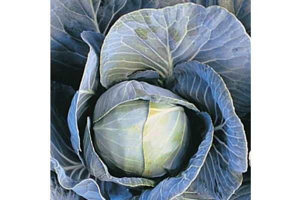 E606T/36 CABBAGE DYNAMO