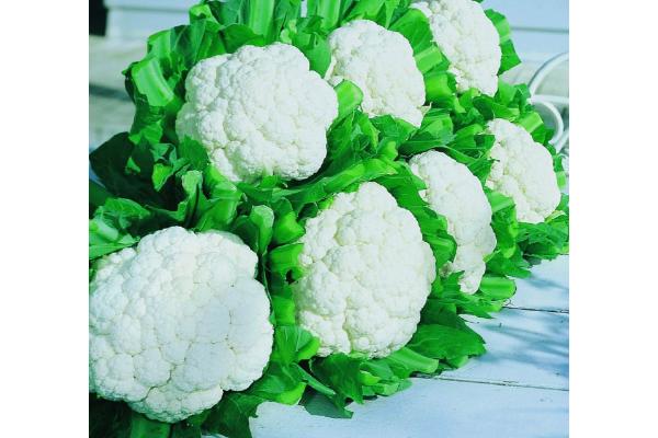 E606T/36 CAULIFLOWER SNOW CROWN