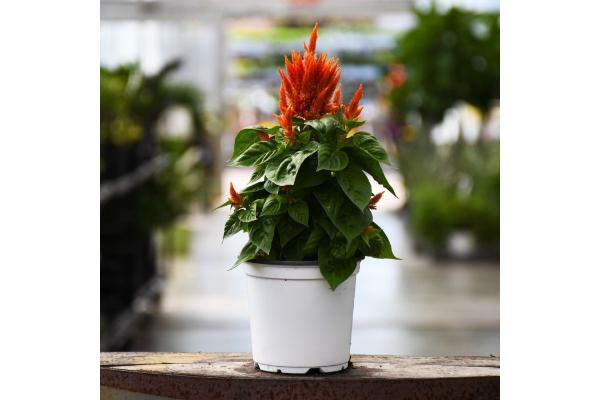 606T/36 CELOSIA FLAMMA ORANGE