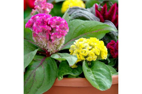 606T/36 CELOSIA BRAINIAC MIX